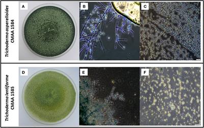 Dual functionality of Trichoderma: Biocontrol of Sclerotinia sclerotiorum and biostimulant of cotton plants